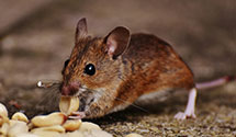 24 Hour & Emergency Exterminators in Johnstown, OH